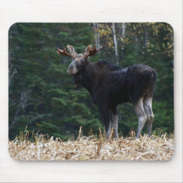 Maine Moose Yearling mousepad