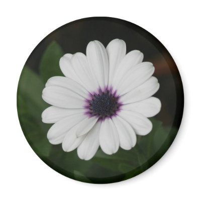 maine scene refrigerator magnet by Stcysct07