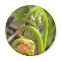 Maine Spring Magnets