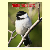 Maine State Bird - Black-capped Chickadee postcards