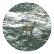 Maine Whitetail stickers by cyrdjb Maine Whitetail stickers