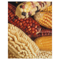 Maize flyers by GPArkive Maize flyers