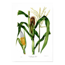 Maize posters