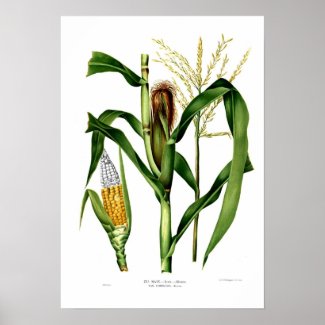 Maize Print