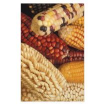 Maize stationery by GPArkive Maize stationery