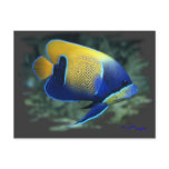 Majestic Angel Fish Post Cards
