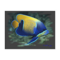 Majestic Angel Fish Post Cards