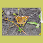Majestic Butterfly cards