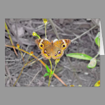 Majestic Butterfly cards