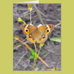 Majestic Butterfly cards
