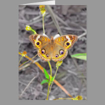 Majestic Butterfly cards
