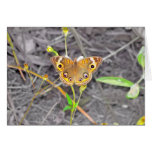 Majestic Butterfly cards