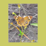 Majestic Butterfly postcards
