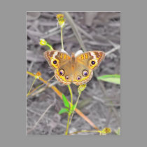 Majestic Butterfly postcards