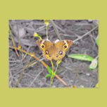 Majestic Butterfly postcards