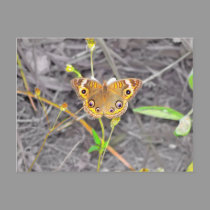 Majestic Butterfly postcards