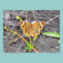 Majestic Butterfly posters