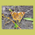 Majestic Butterfly posters