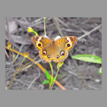 Majestic Butterfly posters