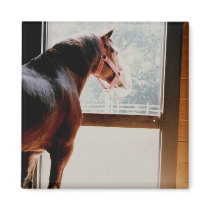 Majestic Clydesdale Fridge Magnet