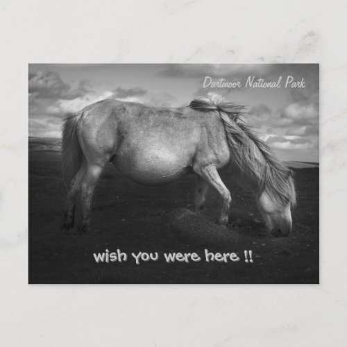 Majestic Dartmoor Pony Portrait postcard postcard