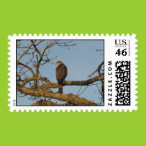 Majestic Hawk Postage Stamp stamps