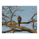 Majestic Hawk Poster print