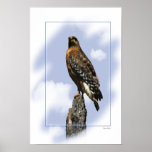 Majestic Hawk posters