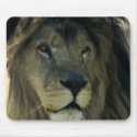 majestic lion mousepad by briannasphotography majestic lion mousepad