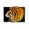 Majestic Lionfish posters