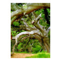 Majestic Oak posters