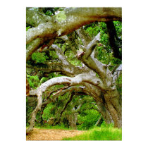 Majestic Oak posters by dma847 Majestic Oak posters
