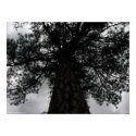 Majestic Pine posters by sedanistudio Majestic Pine posters