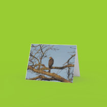 Majestic Sharp Shinned Hawk Card cards