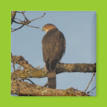 Majestic Sharp Shinned Hawk Magnet magnets