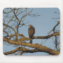 Majestic Sharp Shinned Hawk Mousepad