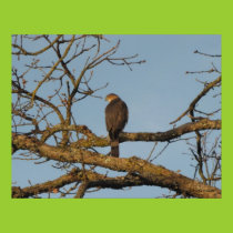 Majestic  Sharp Shinned Hawk Poster posters