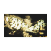 Majestic SnowFlake Eel Canvas Prints