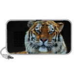 Majestic Sumatran Tiger Travel Speakers