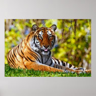 Majestic Tiger Poster