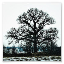 Majestic Tree in the Snow Photographic Print
