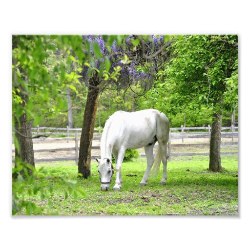 Majestic White Horse Photographic Print Zazzle