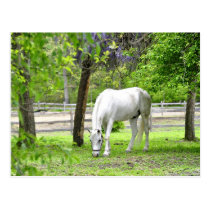 Majestic White Horse Post Card