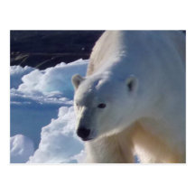 Majestic wild Polar bear Post Card