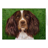 Major - English Springer Spaniel card