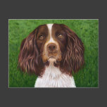 Major - English Springer Spaniel Postcard