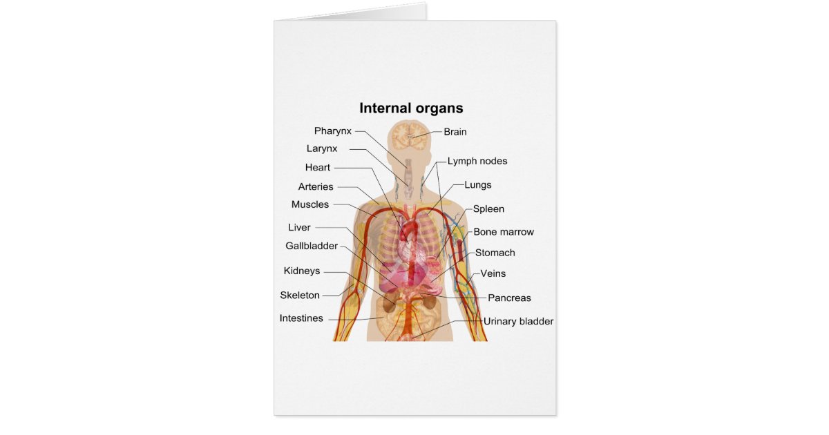 name some important internal organs of our body