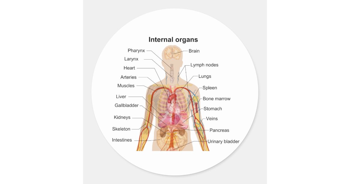 Major Internal Organs In The Human Body Chart Classic Round Sticker