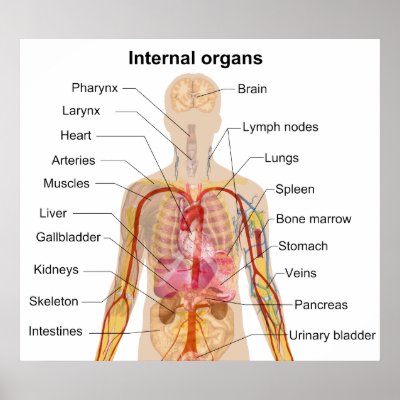 anatomy organ chart