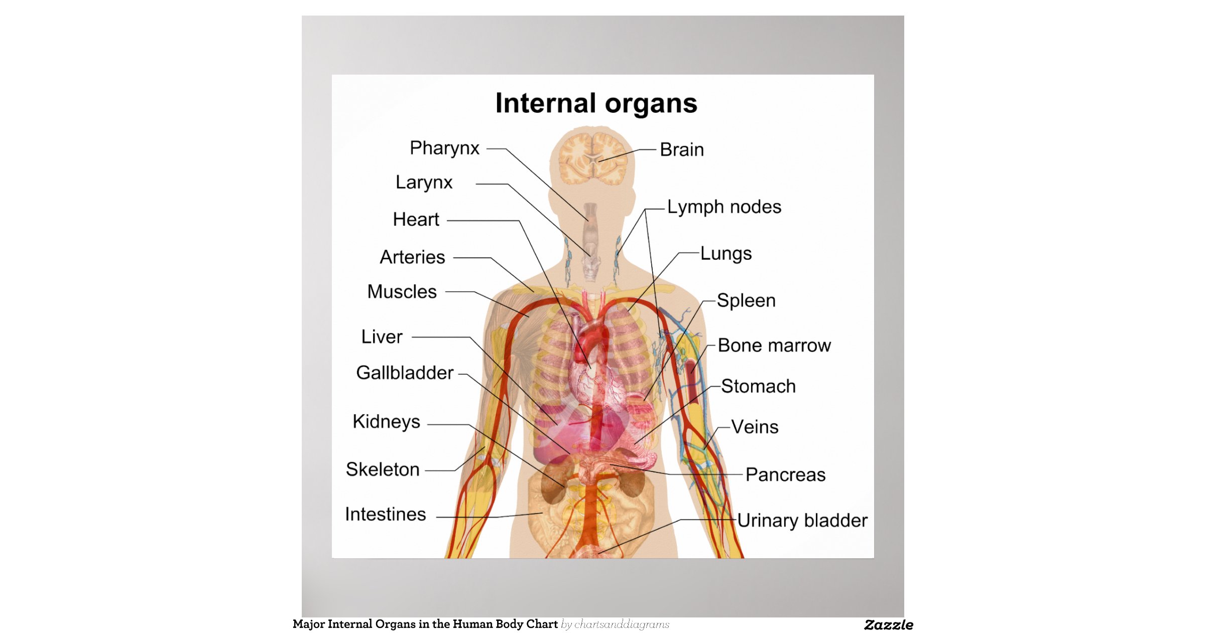 list all internal organs of human body